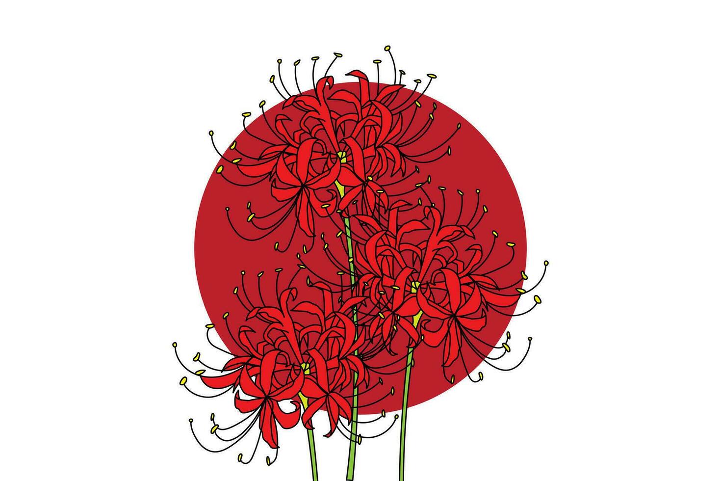 illustration of red spider lily flower with dark red circle on white background. vector