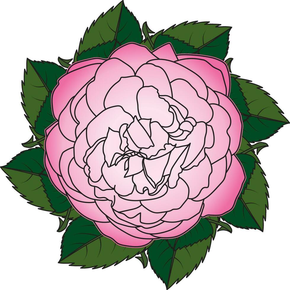 Illustration of pink rose flower on leaf background. vector