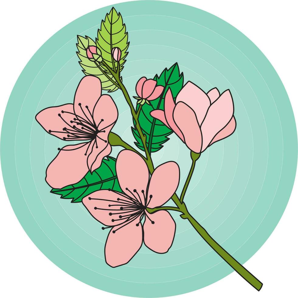 Illustration of the cherry blossoms flower on green circle background. vector