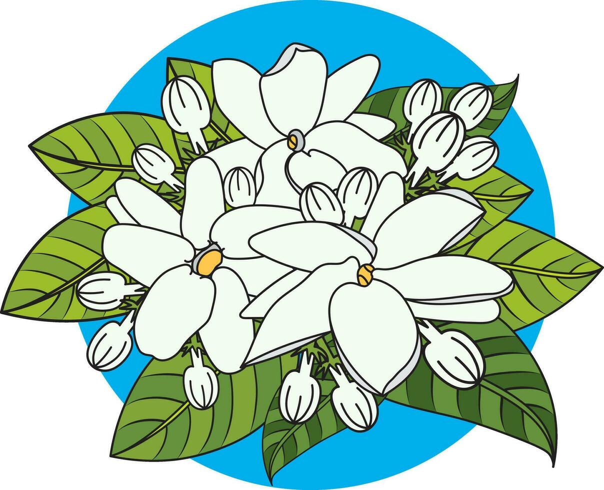 Abstract of white jasmine flower with leaves on blue circle background. vector