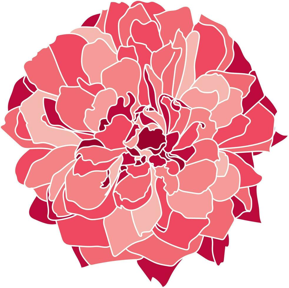 Abstract of rose flower on white background. vector
