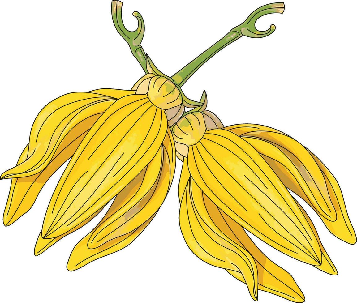 Abstract of climbing ylang-ylang flower. vector