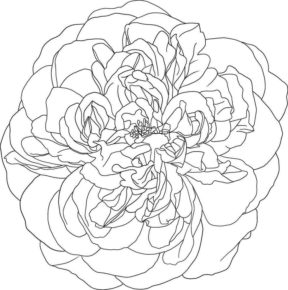 Abstract line rose flower are blooming with empty background. vector