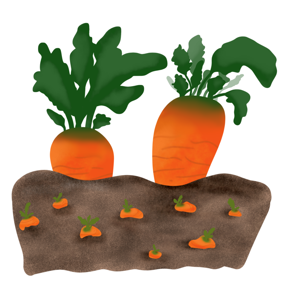 Fresh Carrot on Garden png
