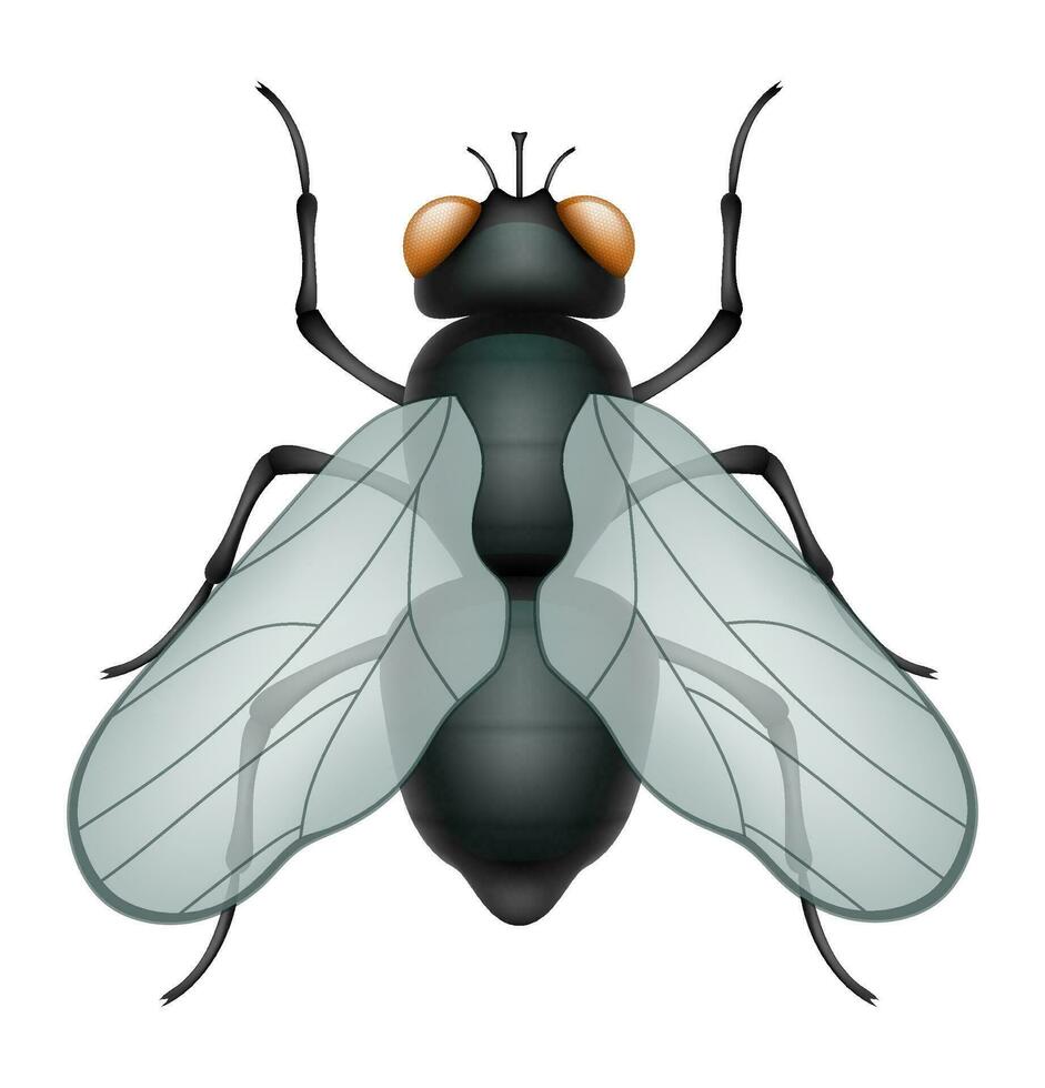 mosca insectos fauna silvestre animales vector ilustración