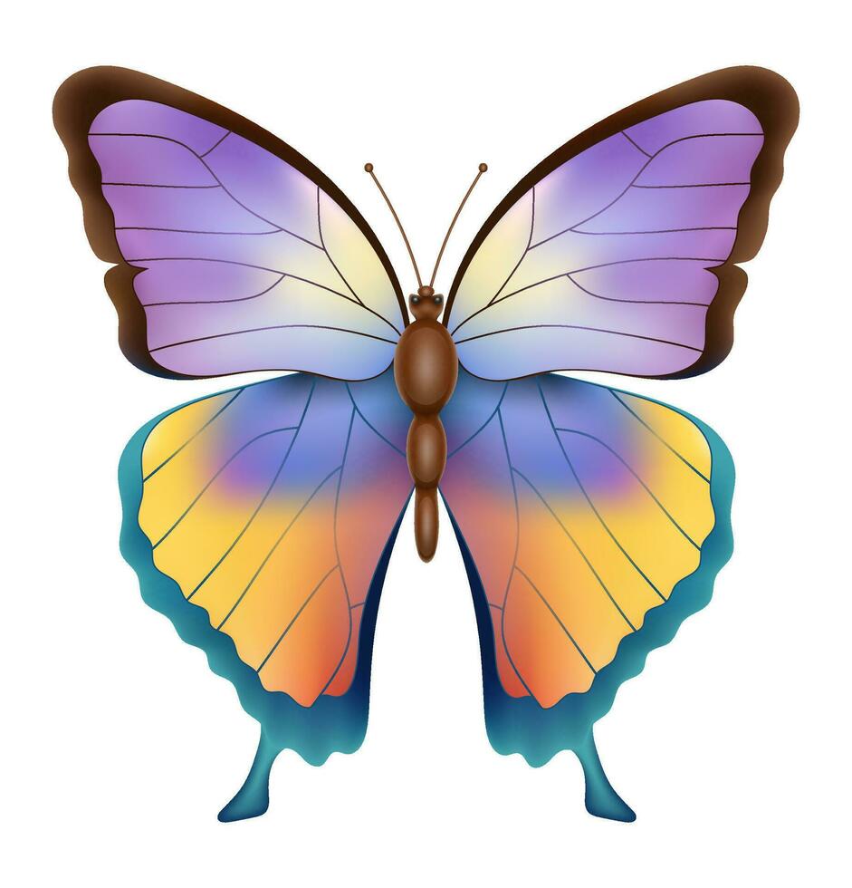 buterfly insects wildlife animals vector illustration