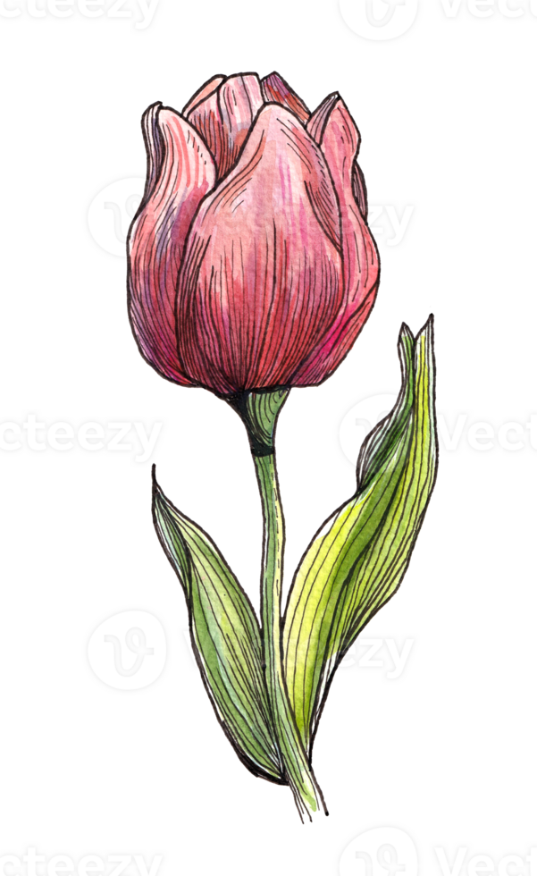 Elegant red tulip with green striped leaves, watercolor drawing. A botanical illustration perfect for spring themes, isolated png