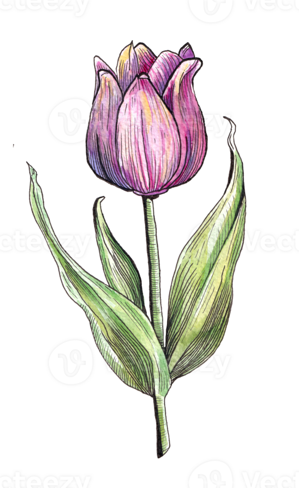 Hand drawn watercolor tulip in purple and pink with striped leaves and textured petals, isolated png