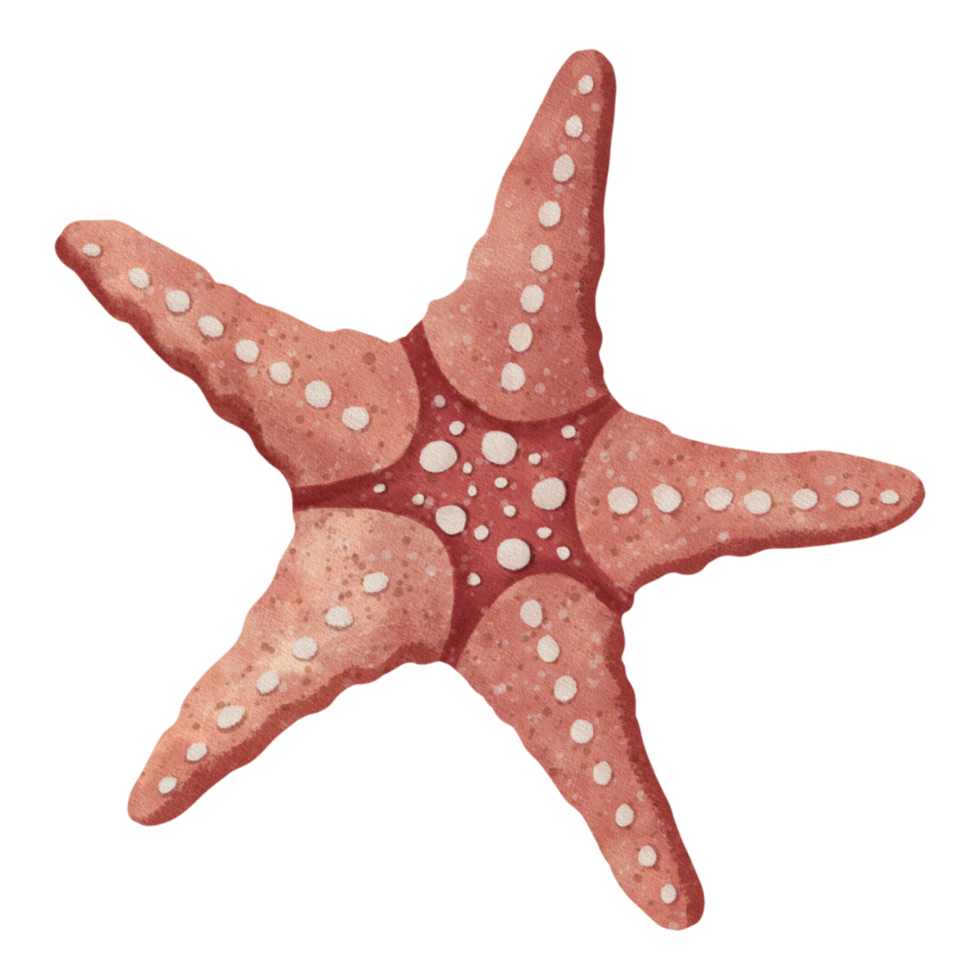 común estrella de mar ilustración png