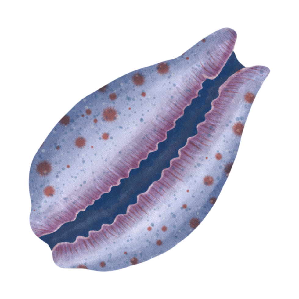 Tiger Cowrie Illustration png