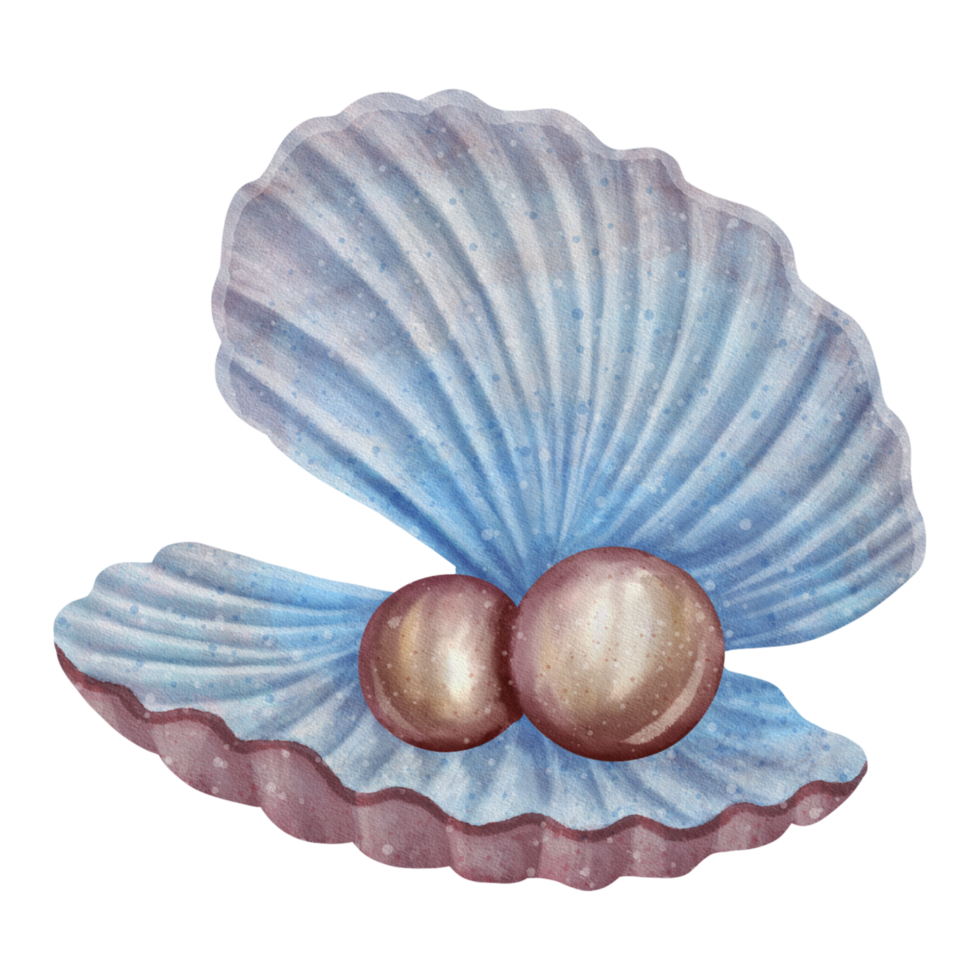 Pearl Seashell Illustration png