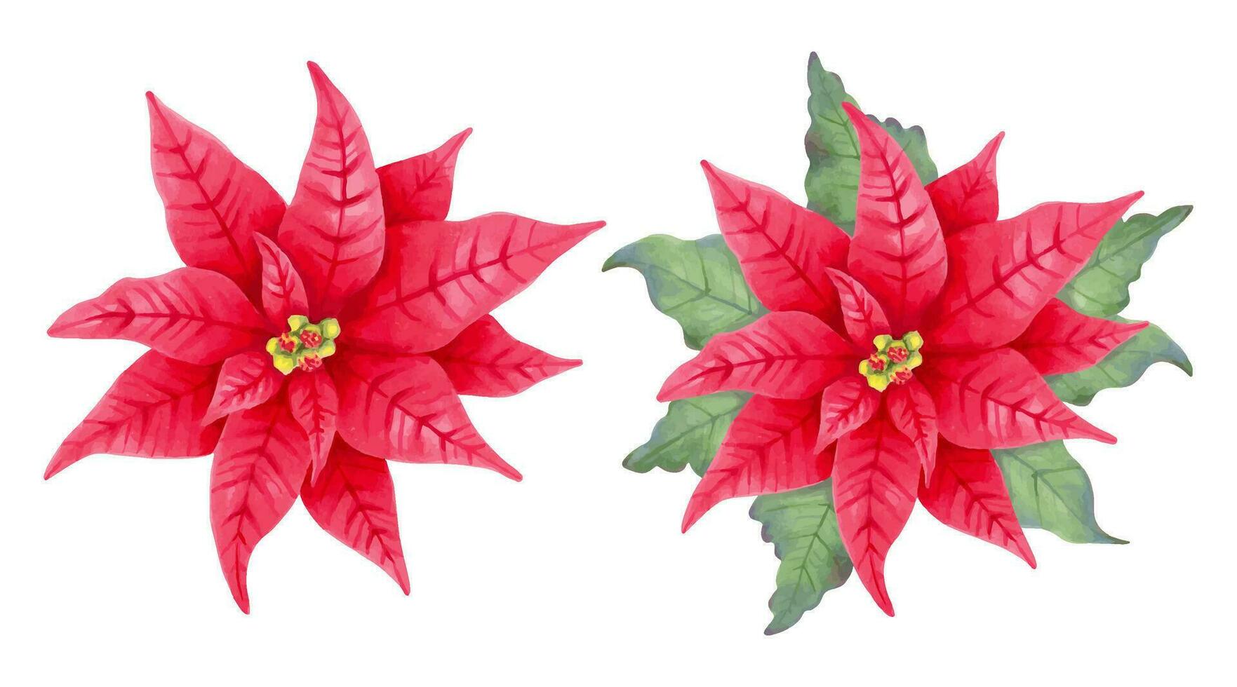 Christmas star poinsettia flower with and without leaves.Flower clipart. Festive decoration for design for Christmas and New Year. Marker in watercolor style illustration. Hand-drawn isolated art vector