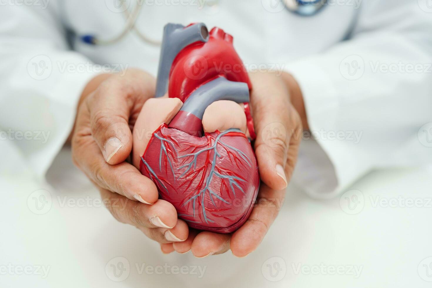 Cardiovascular disease CVD, doctor with heart human model anatomy for treatment patient in hospital. photo