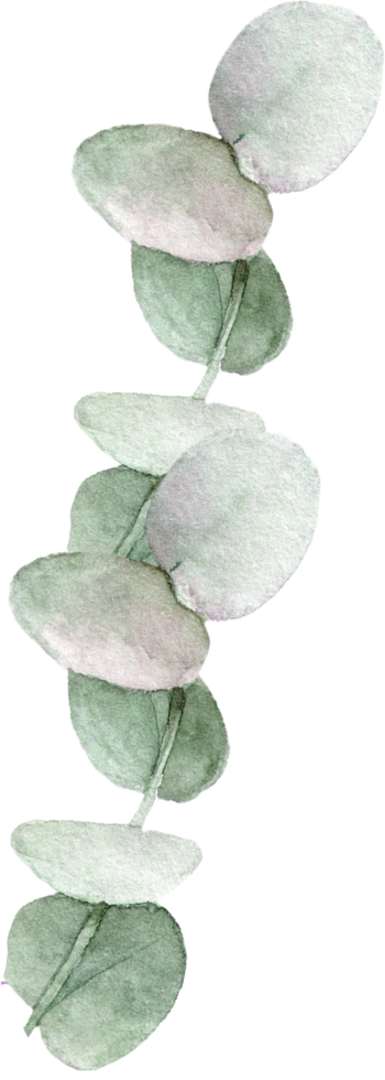 Eucalyptus leaves plants nature png