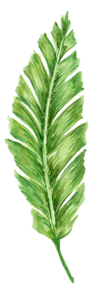 Tropical green plant exotic jungle watercolor png