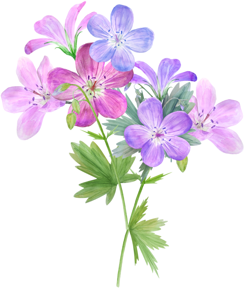 watercolor pink purple flowers geranium petals png