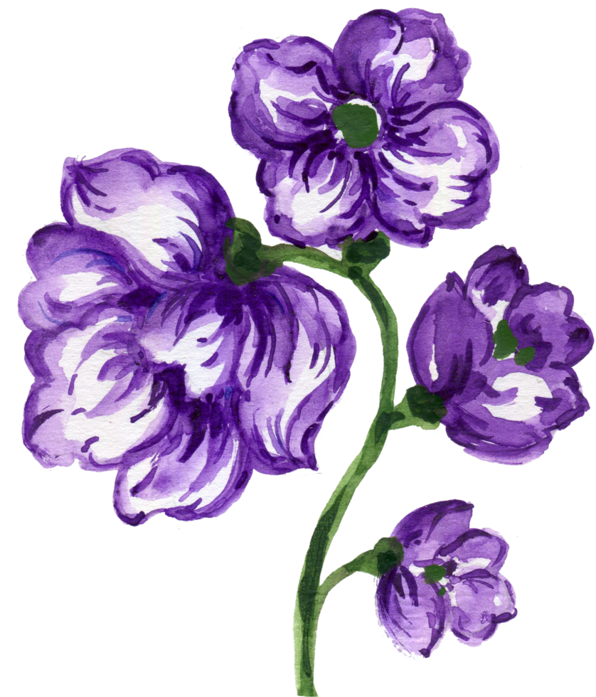 púrpura Violeta flor florecer pétalo brote png