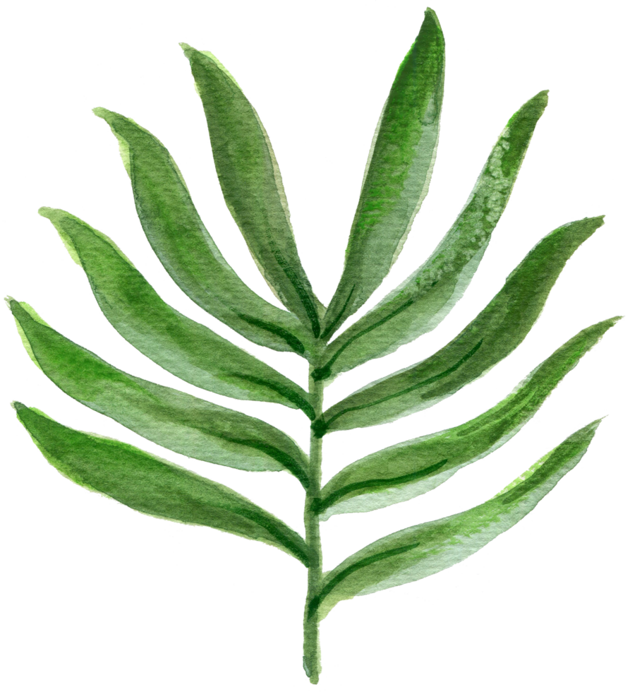 Tropical green plant exotic jungle watercolor png