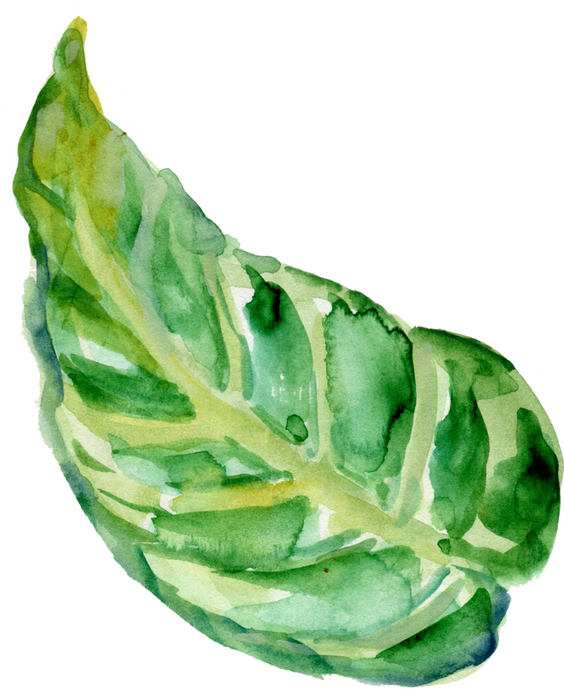 Tropical green plant exotic jungle watercolor png