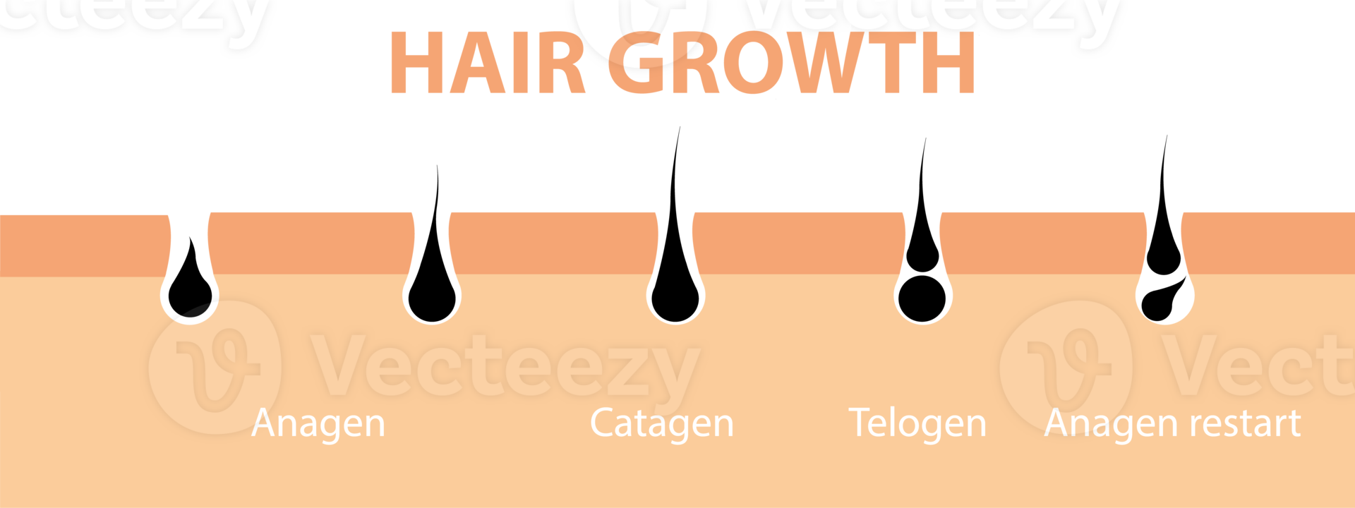 Hair growth cycle skin. Follicle anatomy anagen phase, hair growth diagram illustration. png