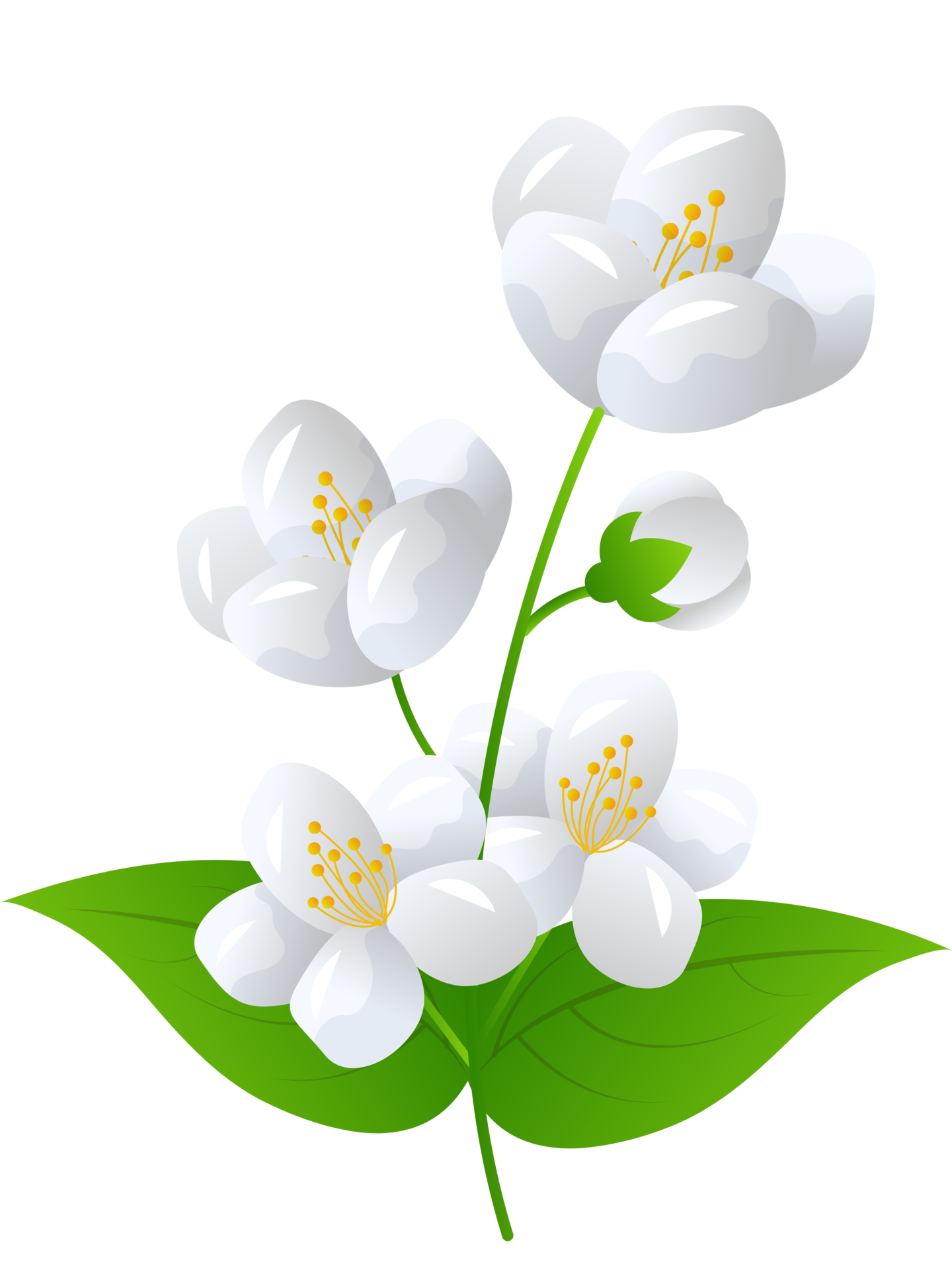 flower jasmine illustration 35629080 PNG