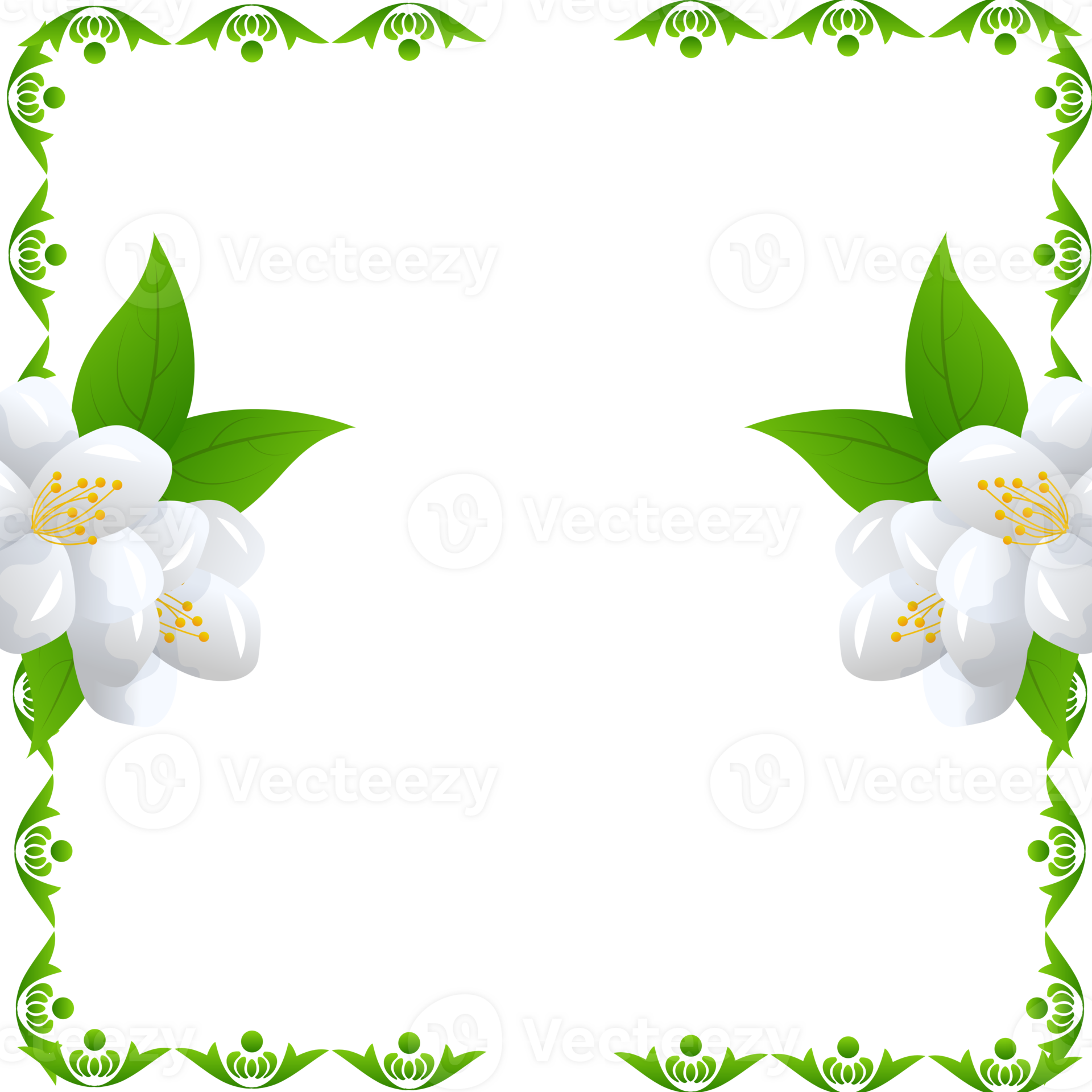 flower jasmine illustration 35629096 PNG