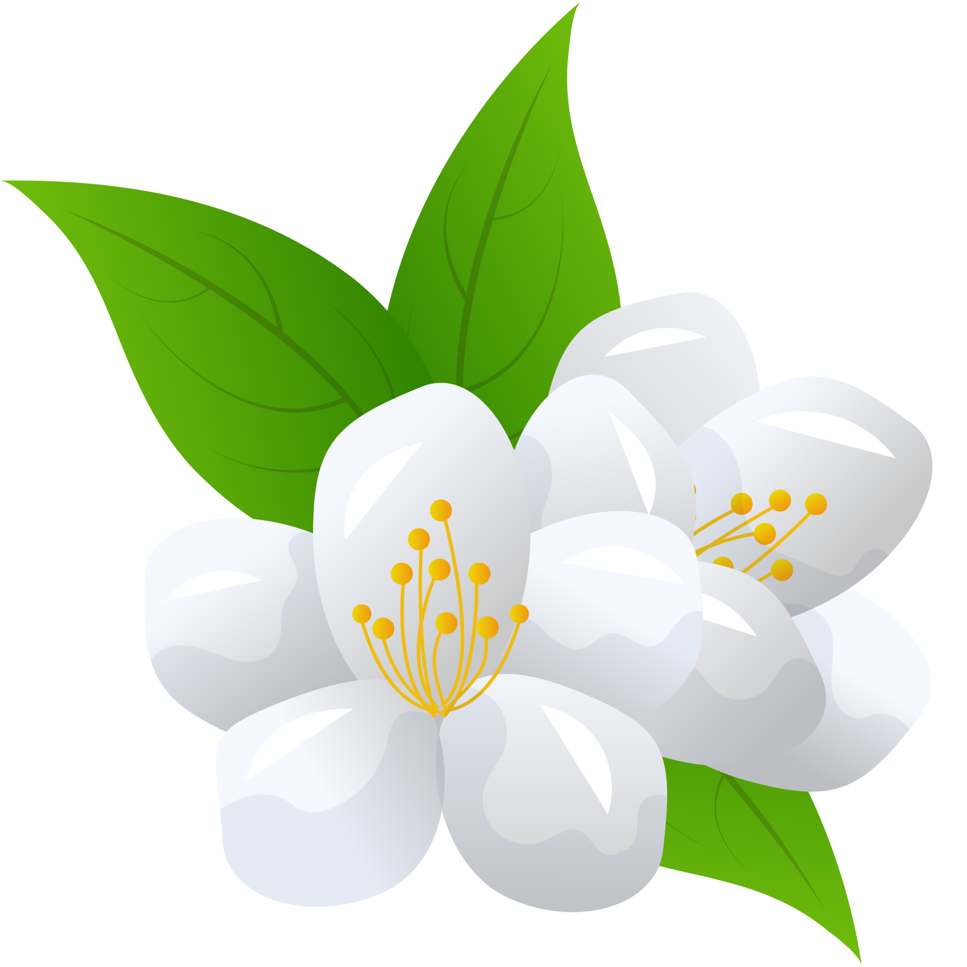 flower jasmine illustration 35629097 PNG