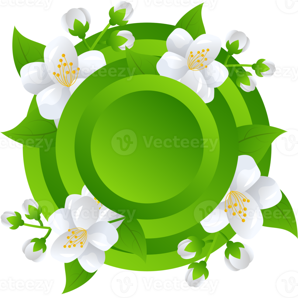 flower jasmine illustration png