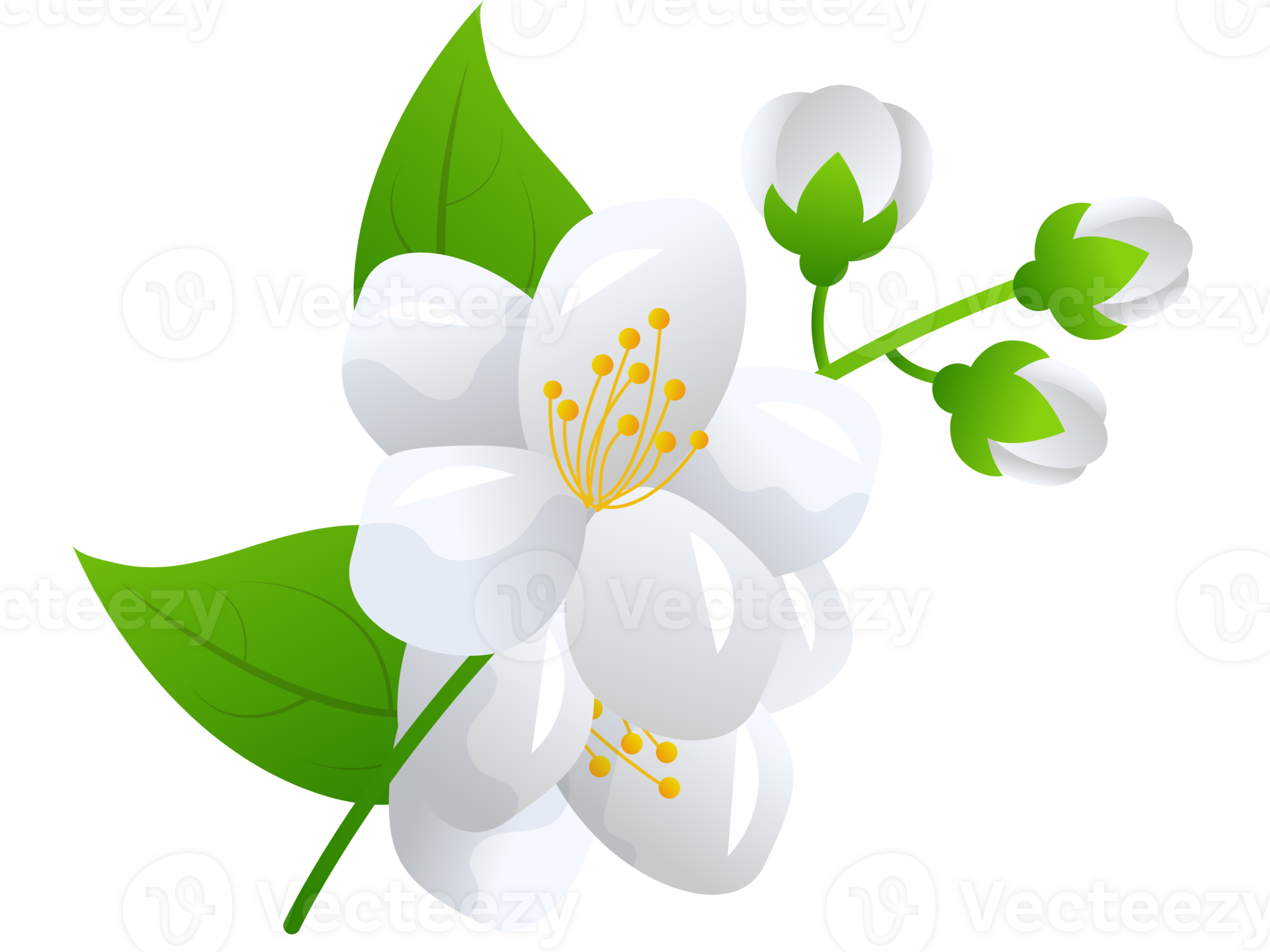 flower jasmine illustration 35629123 PNG