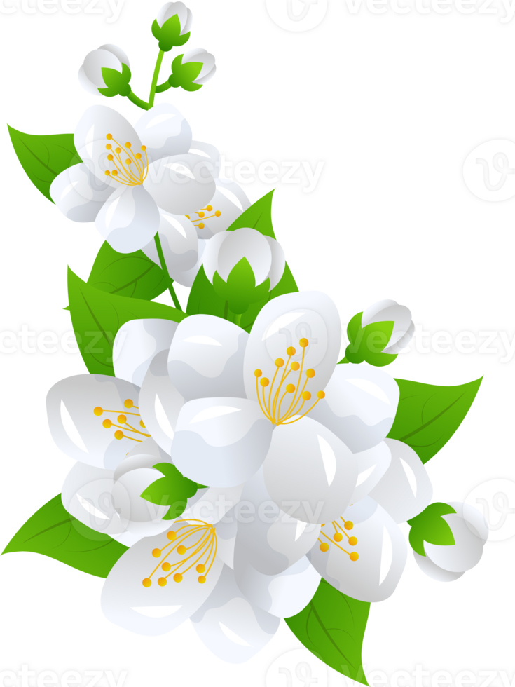 flower jasmine illustration png