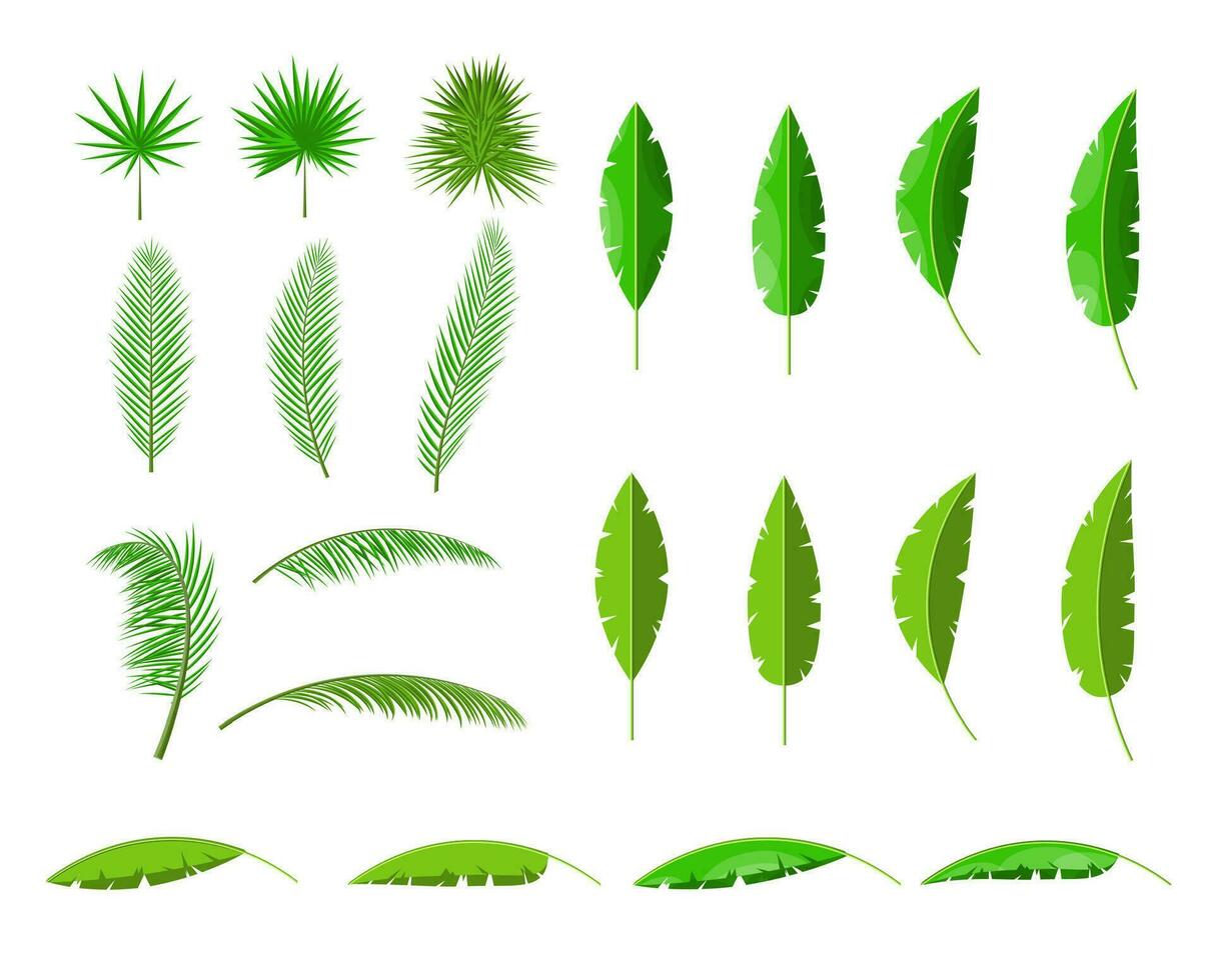 tropical verde hojas. selva hojas colocar. Coco palmera, monstruo, ventilador palmera, rapis, plátano árbol. natural hoja, exótico ramas árbol. vector ilustración en plano estilo