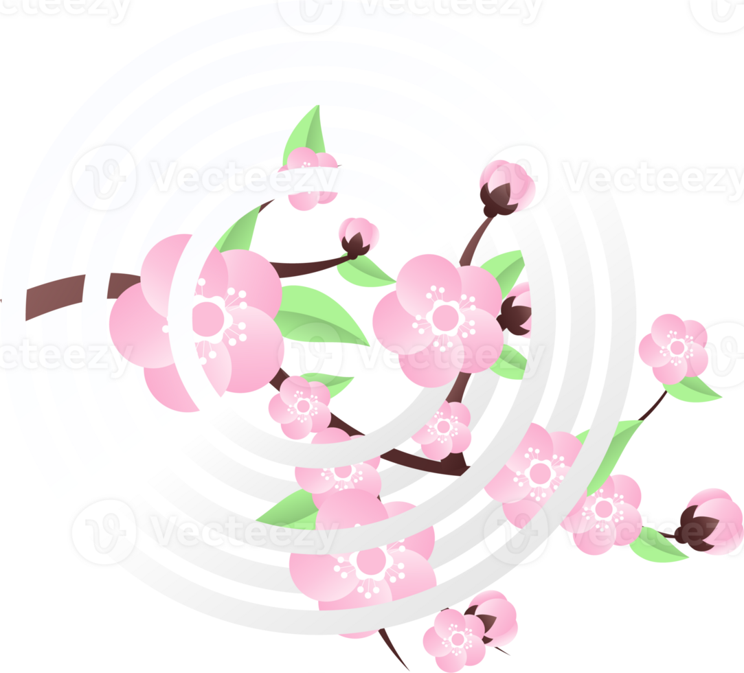 peach flowers illustration png