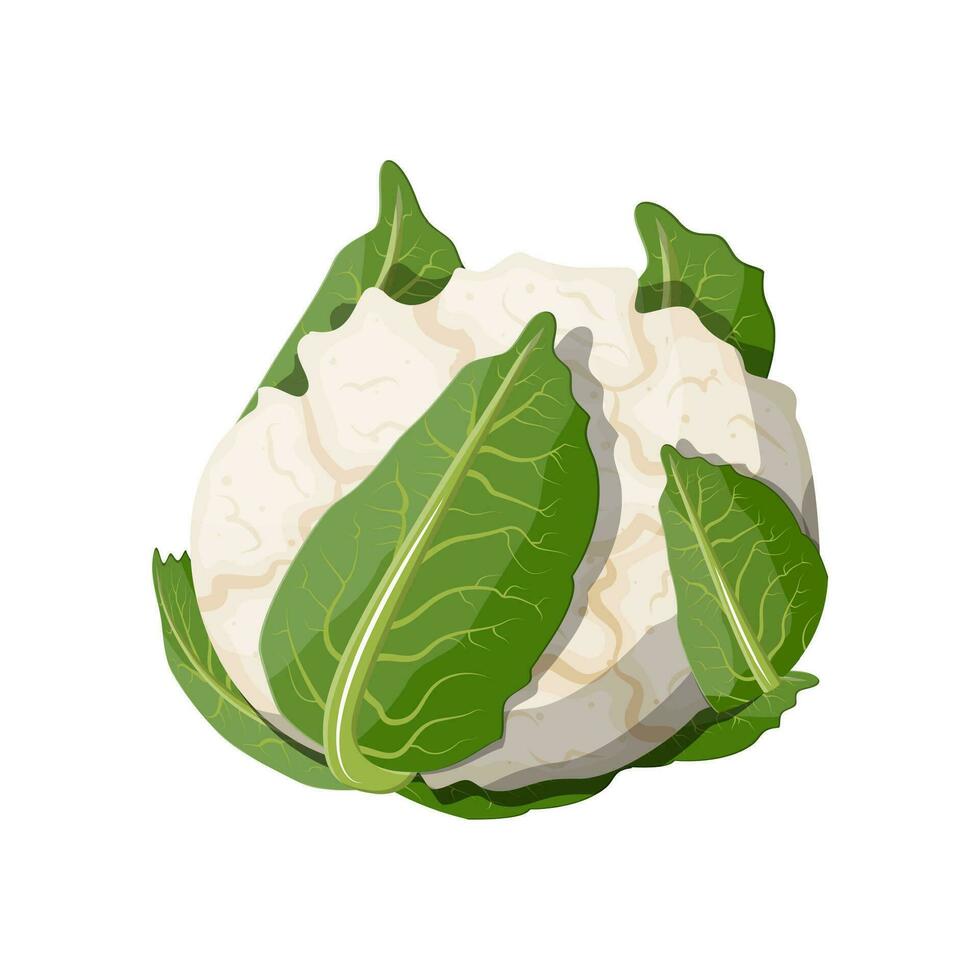 White cauliflower vegetable. Cauliflower isolated on white background. Organic food. Vector illustration in flat style