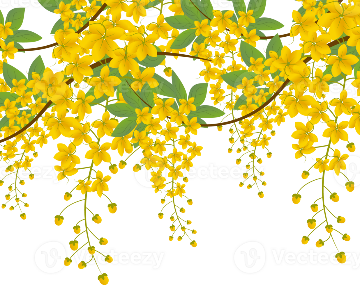 cassia fistula illustration png