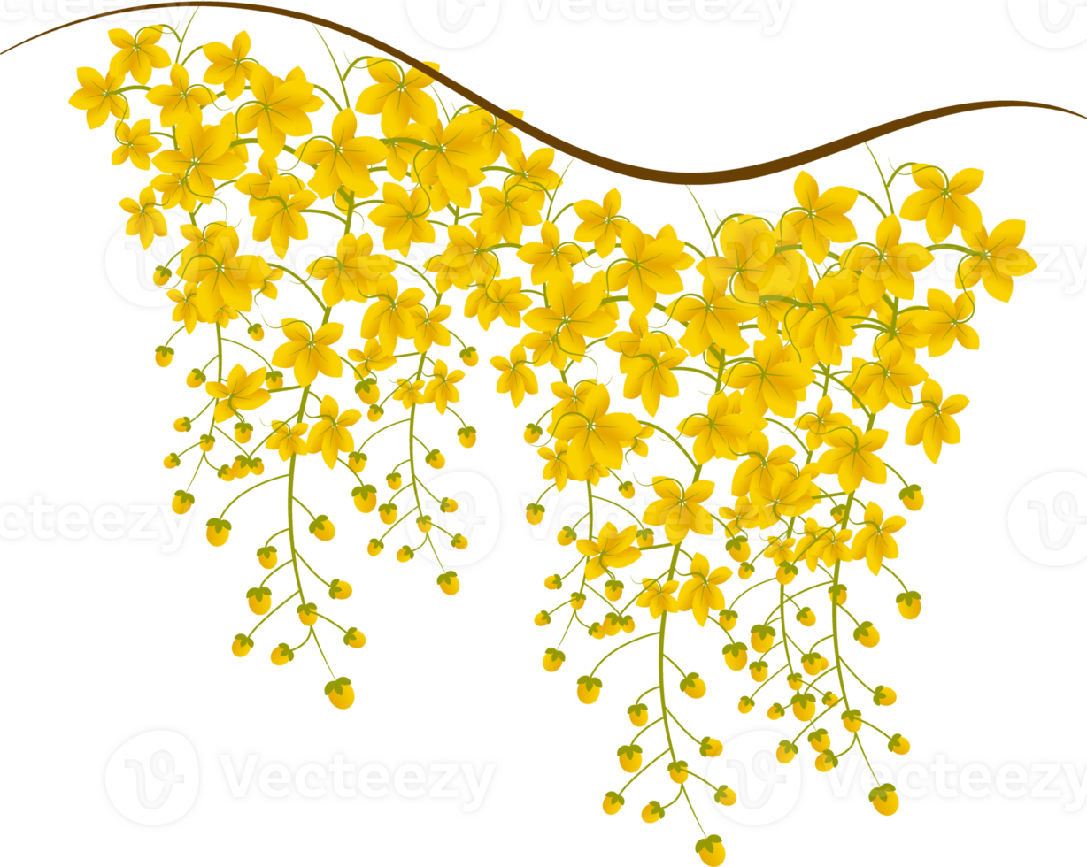 cassia fistula illustration png