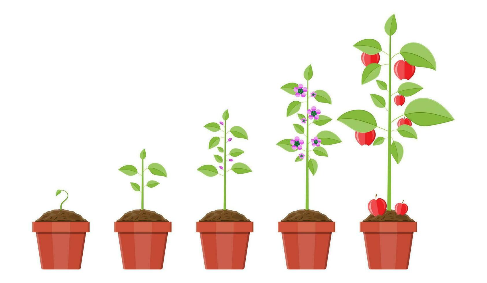 Growth of plant in pot, from sprout to fruit. Planting tree. Seedling gardening plant. Timeline. Vector illustration in flat style