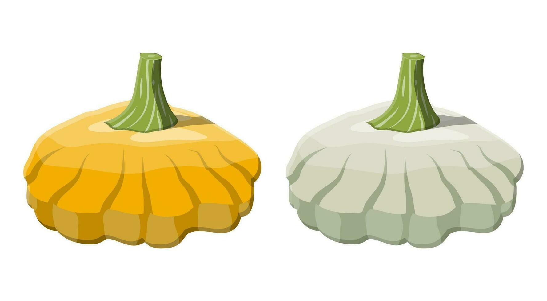 Orange and green bush pumpkin vegetable. Patisson pumpkin isolated on white background. Autumn harvest. Vector illustration in flat style