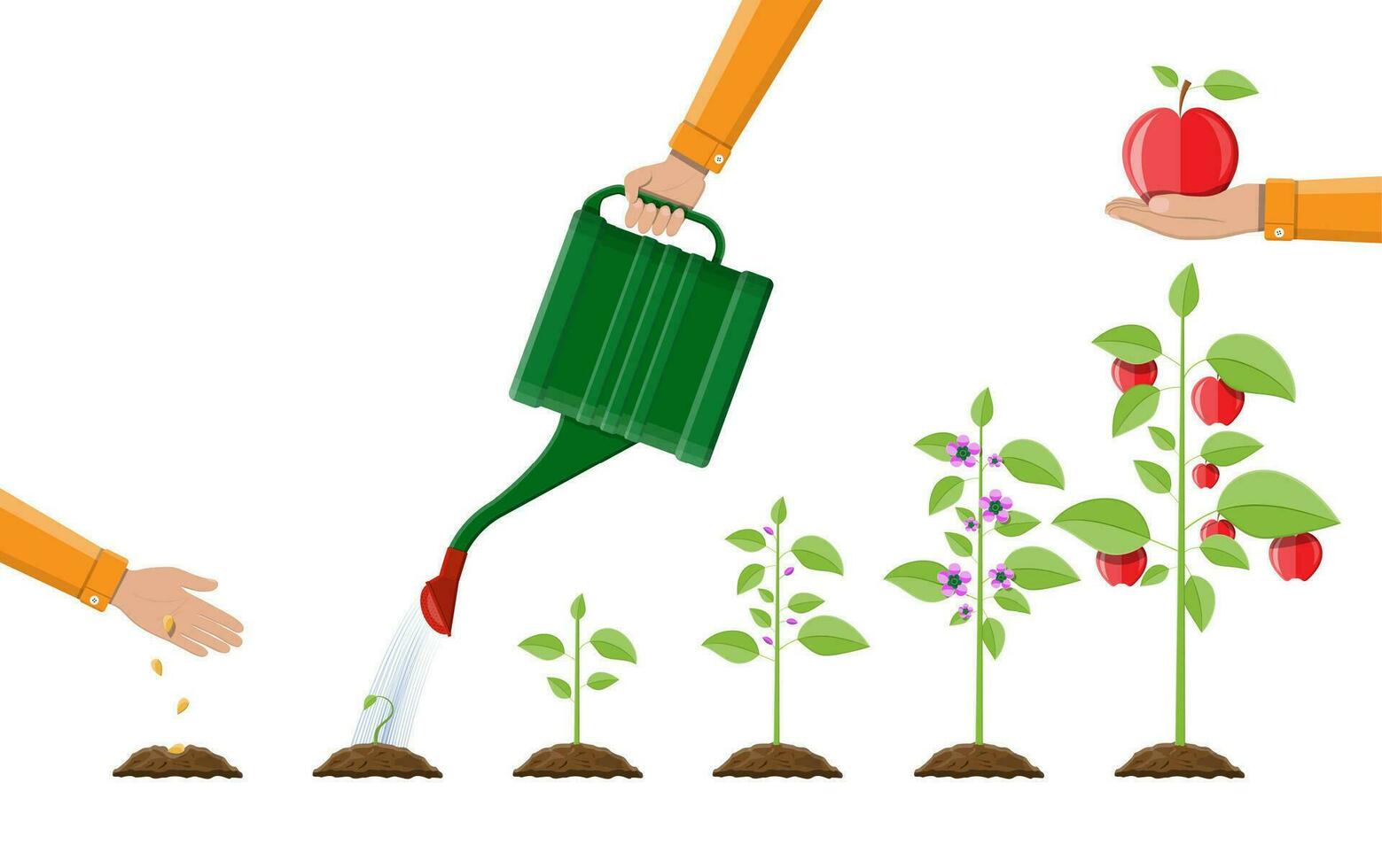 Growth of plant, from sprout to fruit. Planting tree. Seedling gardening plant. Timeline. Vector illustration in flat style