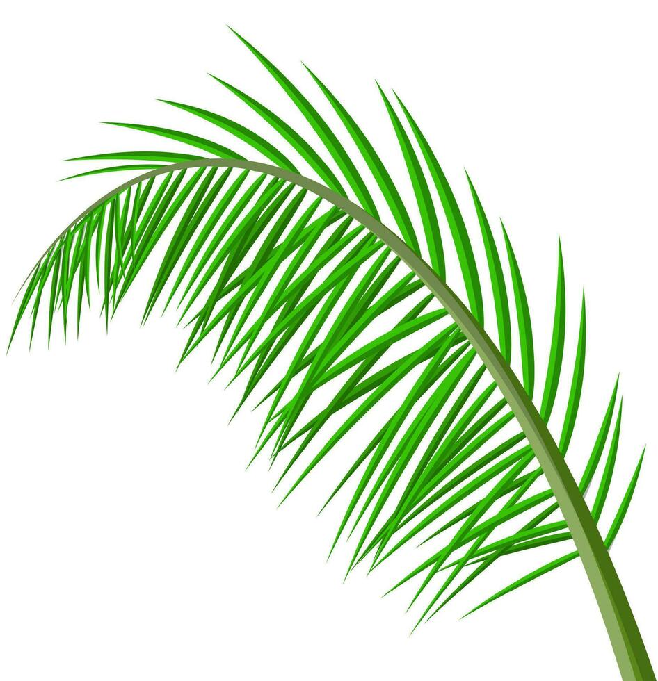Tropical green leaves. Jungle leaves. Coconut palm, monstera, fan palm, rhapis. Natural leaf, exotic branches tree. Vector illustration in flat style