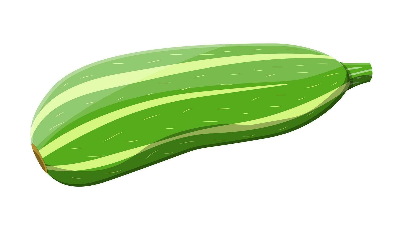 Green zucchini vegetable. Squash isolated on white. Fresh marrow or oblong, marrow courgette. Organic healthy food. Vegetarian nutrition. Vector illustration in flat style