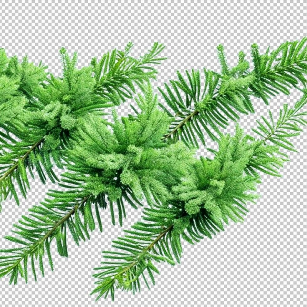 abeto pino ramas aislado en transparente antecedentes. Navidad árbol imágenes prediseñadas acortar Arte verde rama aislado png foto