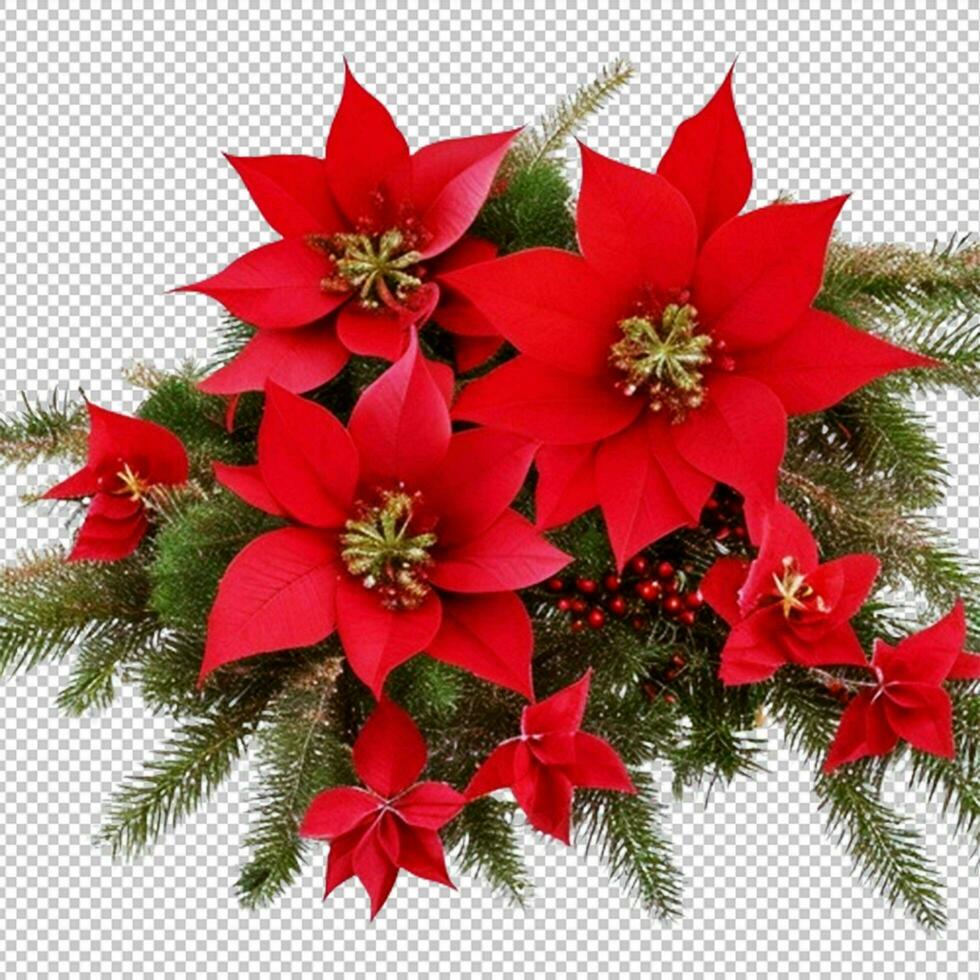 Christmas tree branches in a holiday and red poinsettia flower isolated on white or transparent background photo