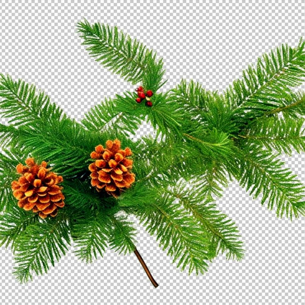 abeto pino ramas aislado en transparente antecedentes. Navidad árbol imágenes prediseñadas acortar Arte verde rama aislado png foto