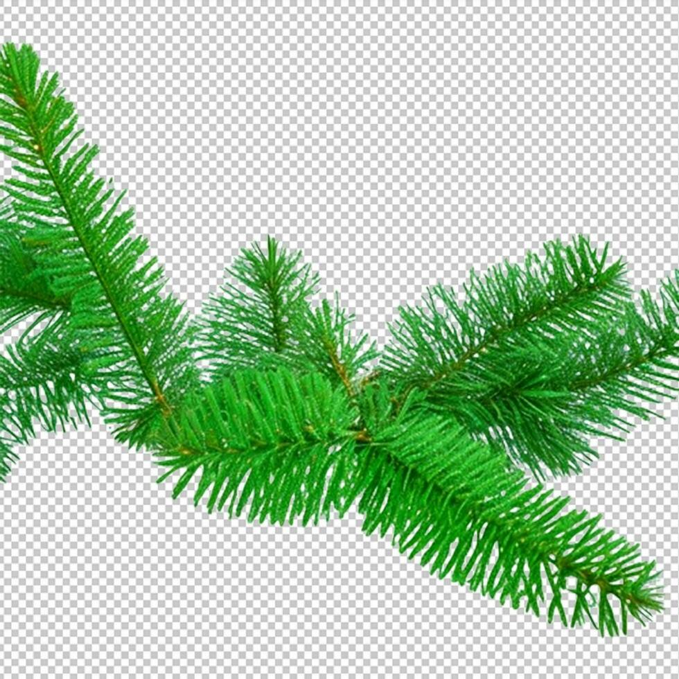 abeto pino ramas aislado en transparente antecedentes. Navidad árbol imágenes prediseñadas acortar Arte verde rama aislado png foto