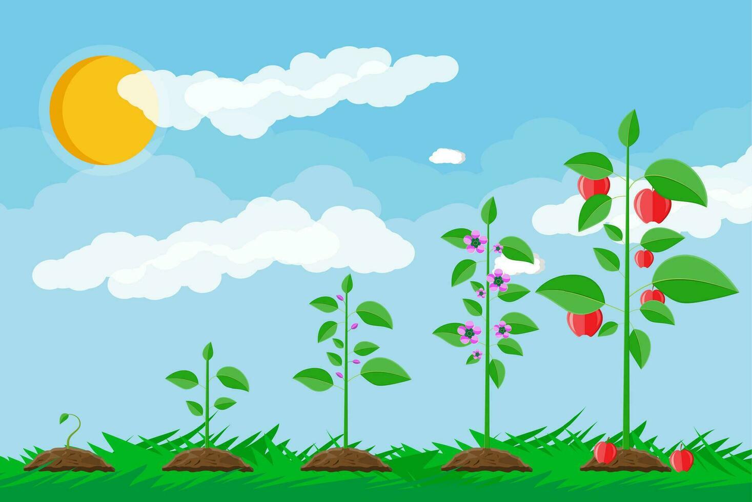 Growth of plant, from sprout to fruit. Planting tree. Seedling gardening plant. Timeline. Grass, sky with clouds and sun. Flat style vector illustration.