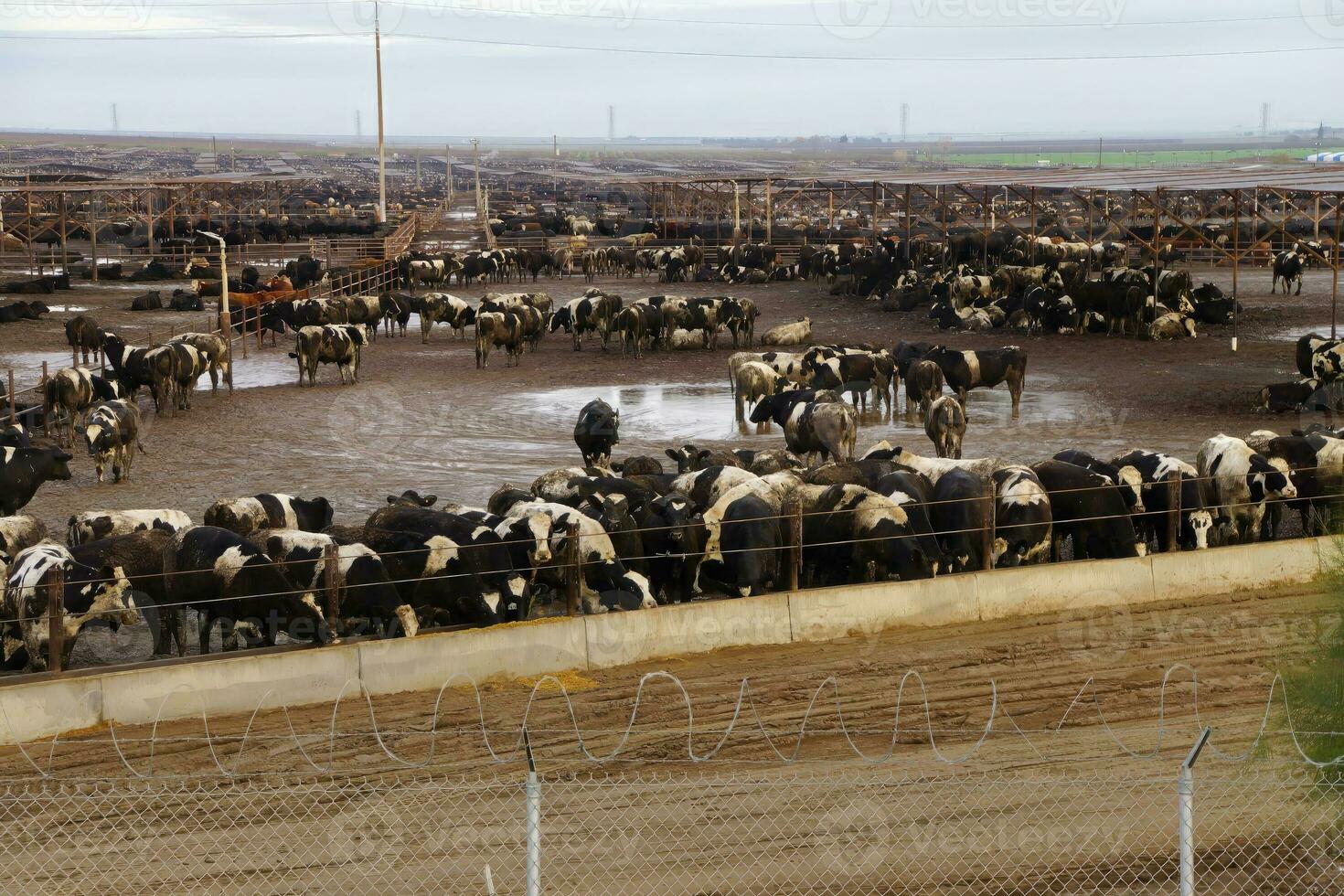 Black and white cows crowded in a muddy feedlot photo