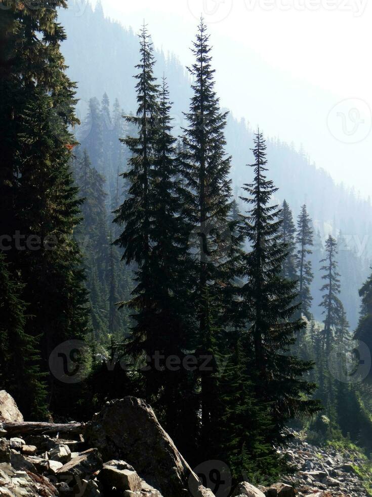 Conifers on a ridge photo