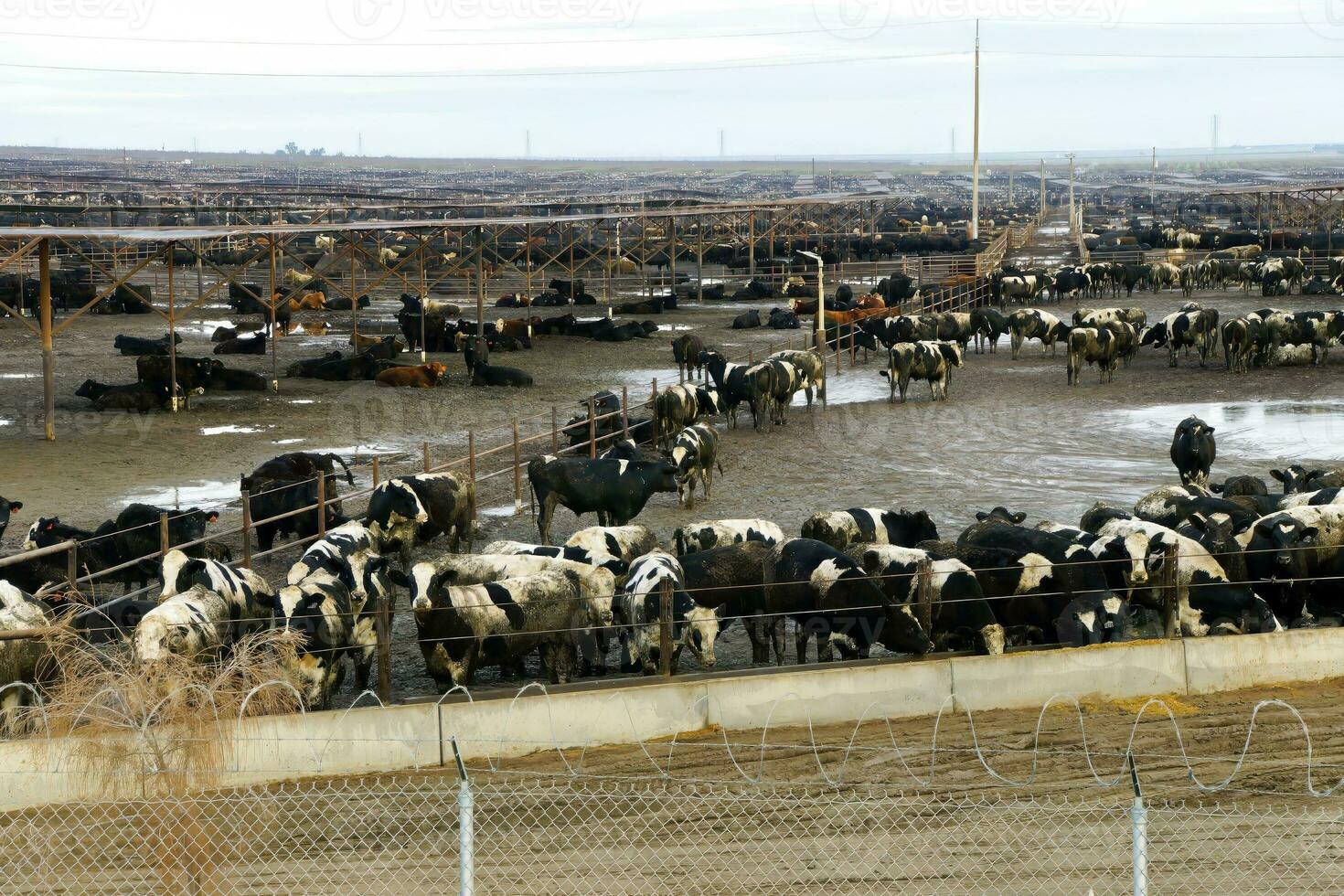 Black and white cows crowded in a muddy feedlot photo