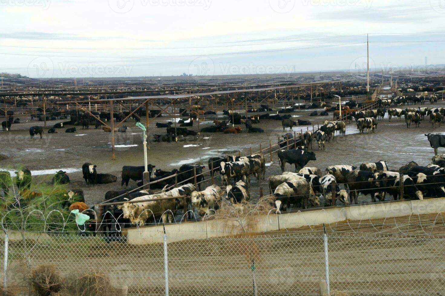 cows crowded in a muddy feedlot photo