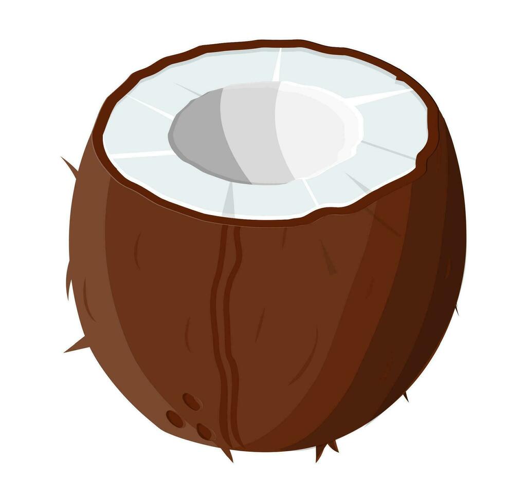 Ripe coconuts and half coconut on white. Coconut drupe with half section. Vector illustration in flat style